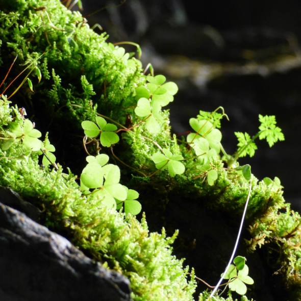 Moss and plants growing in a cave