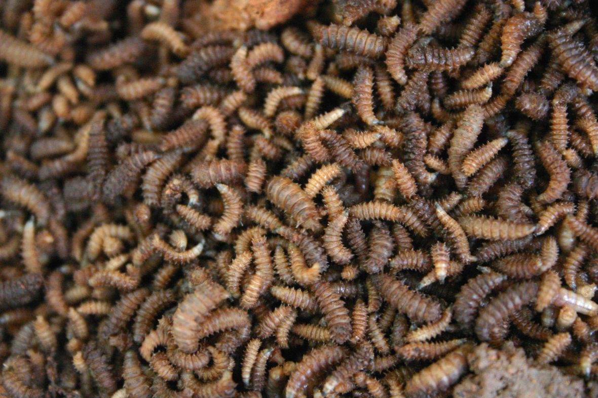 Image of maggots, courtesy of Paul Venter, Wikicommons