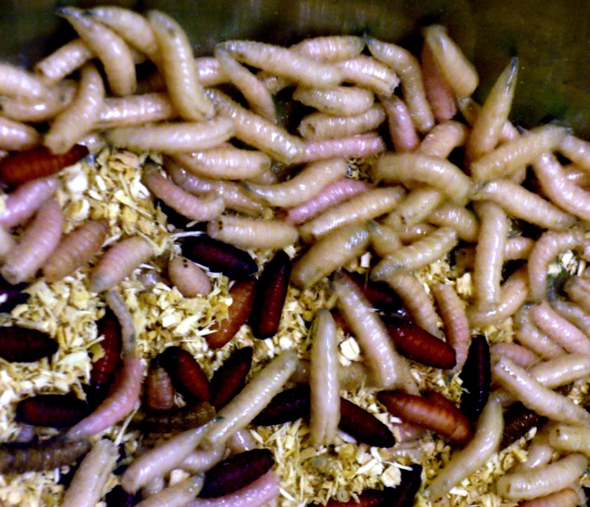 Photograph of maggots - courtesy of uploaded to Commons using Flickr upload bot on 8 January 2012, 15:55 by Formedivita.it